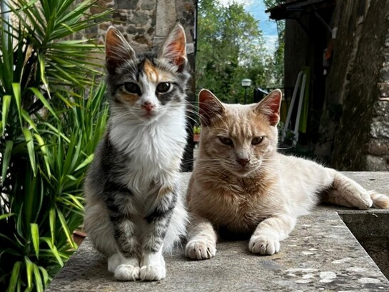 Una suggestiva visuale degli abitanti felini del borgo di Sipicciano, foto di Antonio Arévalo