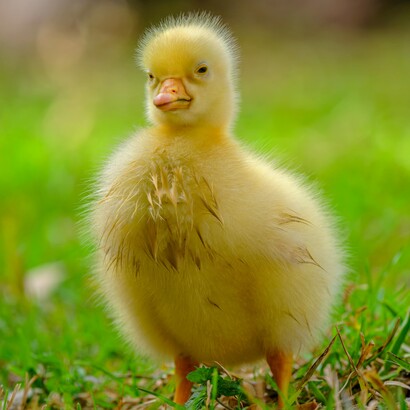 L’algoritmo decide quali contenuti mostrarci, influenzando ciò che vediamo e come lo vediamo