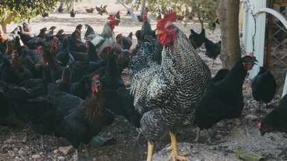 Galinheiro. Às vezes passo horas pastoreando as galinhas aqui na quinta. Me divirto ao vê-las ciscando o chão enquanto o Reiki se finge de bravo, como se fosse um cão de guarda a serviço do mundo
