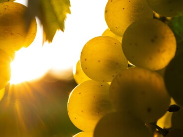 Riesling. Sebbene non autoctono, trova in Friuli un’espressione fine e tesa, giocata su acidità e note minerali di grande precisione