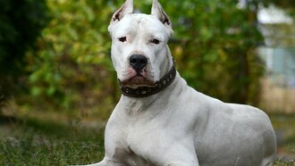 El dogo argentino, creación singular y poderosa, refleja con fidelidad tanto las aspiraciones como las contradicciones de la nación que lo engendró