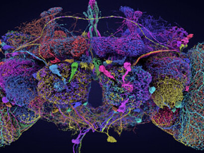 Se revela cómo se organiza y funciona el 'cableado' que dirige el organismo
