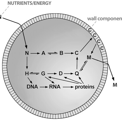 The simplified representation of cellular life, with the semi-permeable membrane, which delineates the spherical compartment and the internal network of reactions.
