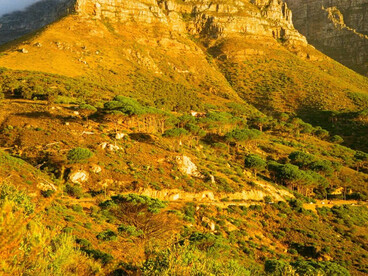 Table Mountain basking in gold, from near Lion's Head, Cape Town, photographed by Jade Stephens
