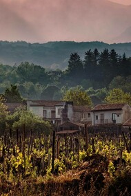 The vineyards in the volcanic region of Sicily, Italy