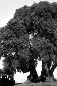 Ombú en la esquina de Bulevar España y la calle Luis de la Torre, Montevideo, Uruguay, 1913