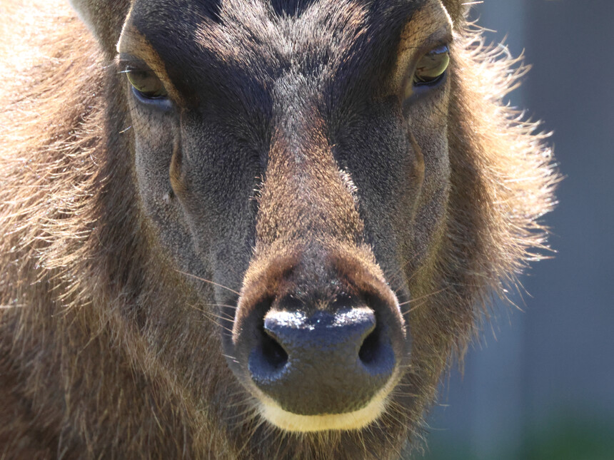 Birdwatching in the highlands of Sri Lanka