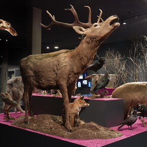 Waldreich. Der wald und wir! Ausstellungsansicht. Mit freundlicher genehmigung des Schlossmuseums Linz