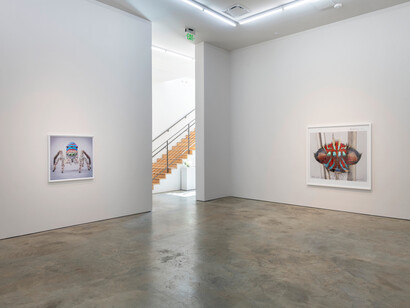 María Fernanda Cardoso, Maratus: spiders of paradise, exhibition view. Courtesy of Sicardi | Ayers | Bacino
