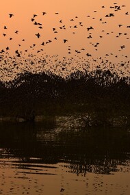 Rosy starling flock beginning murmuration, Bhigwan, Maharashtra (India) © Ashish Kothari