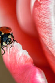 La gioia delle piccole cose