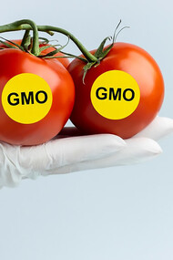 Scientist holding genetically modified tomatoes for gmo research