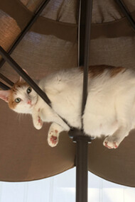 Kitty stuck in an umbrella outside