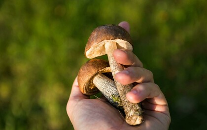 Una mano tiene due funghi appena raccolti, con un cappello marrone scuro e gambo chiaro, sullo sfondo di un prato verde