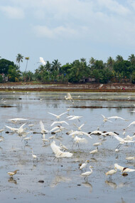 Kumarakom Bird Sanctuary