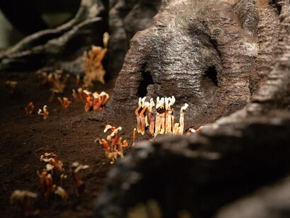 Pahoehoe Beauty was the installation designed by Marjan Colletti, Daniela Mitterberger, Tiziano Derme, Georg Grasser, and FrAgile 6 for Ars Electronica 2018