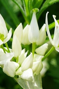 Allium ursinum. Podemos dizer que as PEC’s são parte integrante dos produtos destinados a enriquecer e harmonizar novos pratos, dando mostras de que é possível atribuir-lhe novos sentidos, fazendo destas um recurso importante para a elaboração de novas criações culinárias. Ninguém iria adivinhar que tal pudesse acontecer, mas, uma coisa é certa: o Mundo é o local perfeito para que tudo possa acontecer