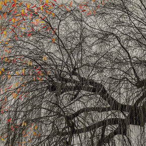 Shamani Surendran, The last bird song #9 (detail), 2025. Courtesy of Albumen Gallery