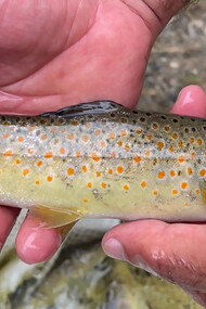 A man holding a freshly caught red-spotted trout in his hands