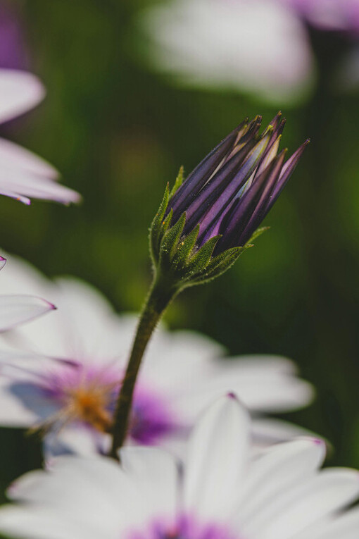 La obra denuncia cómo la voz de la mujer es sistemáticamente ignorada, aún bajo la apariencia de buenos tratos o promesas de bienestar