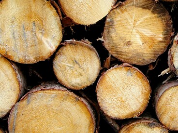 Madeira extraída da floresta. O desmatamento não é apenas uma ferida ecológica: ele interrompe os chamados “rios voadores” — correntes atmosféricas carregadas de umidade que mantêm o ciclo de chuvas para vastas áreas do território brasileiro. Sem eles, a seca ameaça a agricultura, o abastecimento urbano e milhões de vidas



