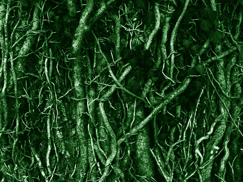 Plants communicate through an underground web of fungi Meer