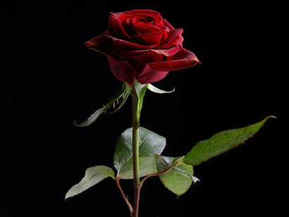 Humans find ways to express their feelings. The red rose represents deep love, passion, and romantic desire
