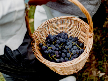 A gardener proudly displays a basket of freshly picked grapes in a sun-drenched vineyard in Tuscany, Italy