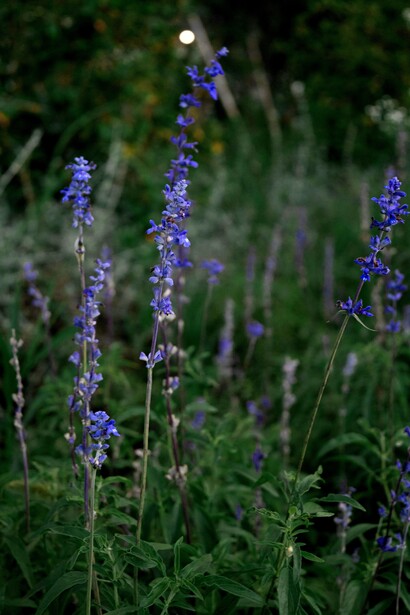Ogni pianta, officinale o spontanea, porta con sé un messaggio: nei profumi naturali, questo messaggio si traduce in vibrazione, memoria e guarigione