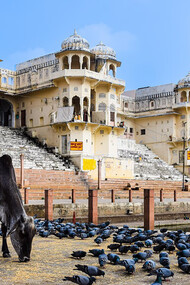 A cow stands calmly in front of a flock of pigeons in Ajmer, Rajasthan, India