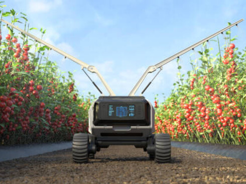 In smart farms, agricultural robots equipped with AI are efficiently spraying fertilizer on corn fields, optimizing crop care and quality control to boost food production