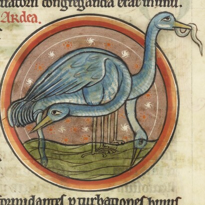 Aironi che mangiano anguille. Bestiario, Harley 4751, f.47. British Library, Londra, UK