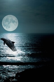 Il delfino prese a nuotare al ritmo con cui nonna Luna tesseva le maree