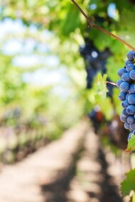 Vagheggiando la carta dei vitigni estinti